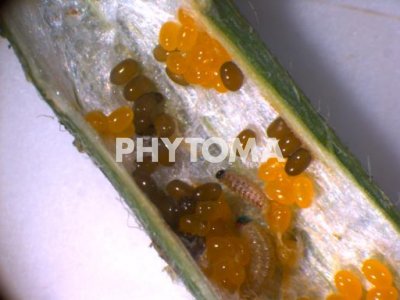 Hypera postica